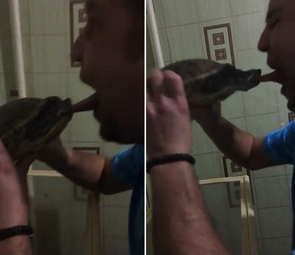 俄罗斯男子亲吻宠物龟反被咬住舌头画面搞笑