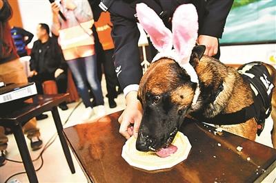 北京市公安局办警犬集体生日会 吃特制蛋糕卖萌