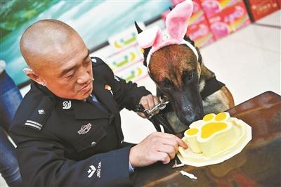 北京市公安局办警犬集体生日会 吃特制蛋糕卖萌