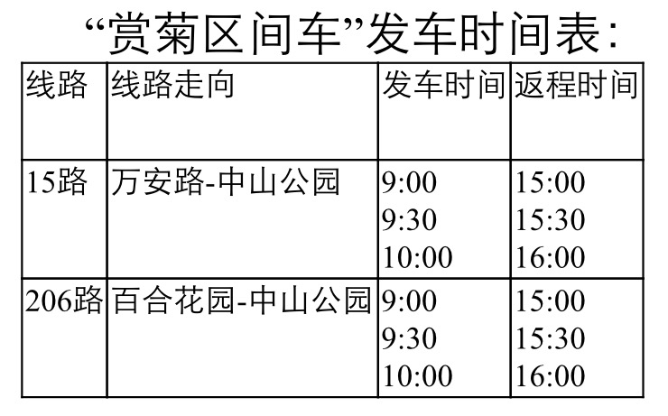 青岛公交开出赏菊专车 双休日开往公园看菊展