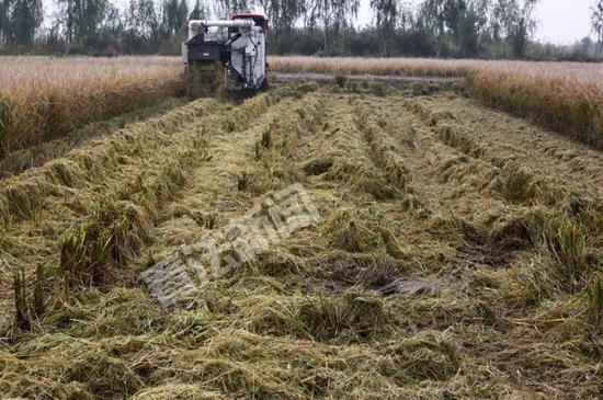 世界纪录超级稻启动收割农民笑称：太多了(图)
