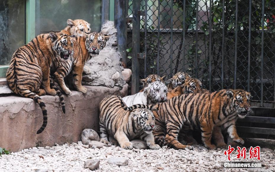 高清：济南野生动物世界12只小老虎集体亮相