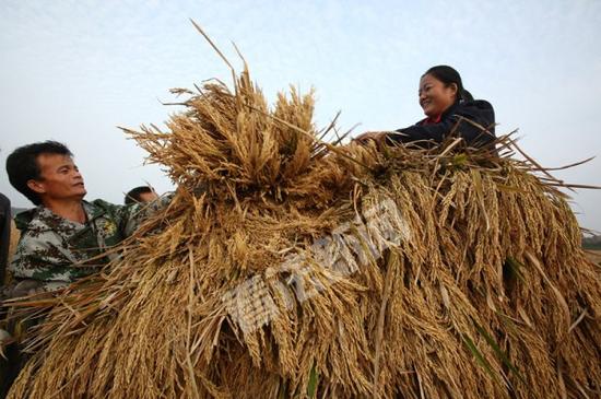 世界纪录超级稻启动收割农民笑称：太多了(图)
