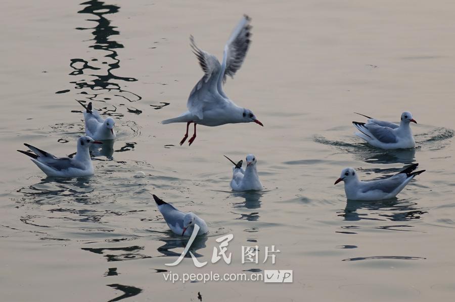 顾家岛渔港海鸥翔 水面觅食展蓬勃英姿