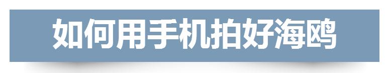 最全海鸥观赏地图 冬季到青岛来“鸥”遇