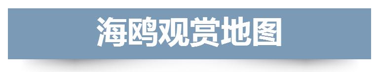 最全海鸥观赏地图 冬季到青岛来“鸥”遇