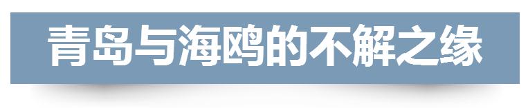 最全海鸥观赏地图 冬季到青岛来“鸥”遇