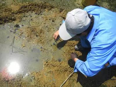 青岛有片神奇海滩 海蛎子螃蟹虾虎一挖十来斤