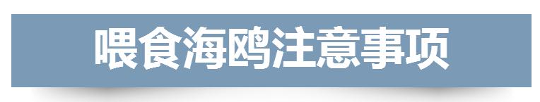 最全海鸥观赏地图 冬季到青岛来“鸥”遇