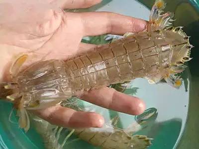 青岛有片神奇海滩 海蛎子螃蟹虾虎一挖十来斤