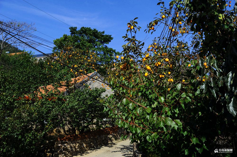 高清：秋游崂山柿子村 黄澄澄的果实挂满枝头