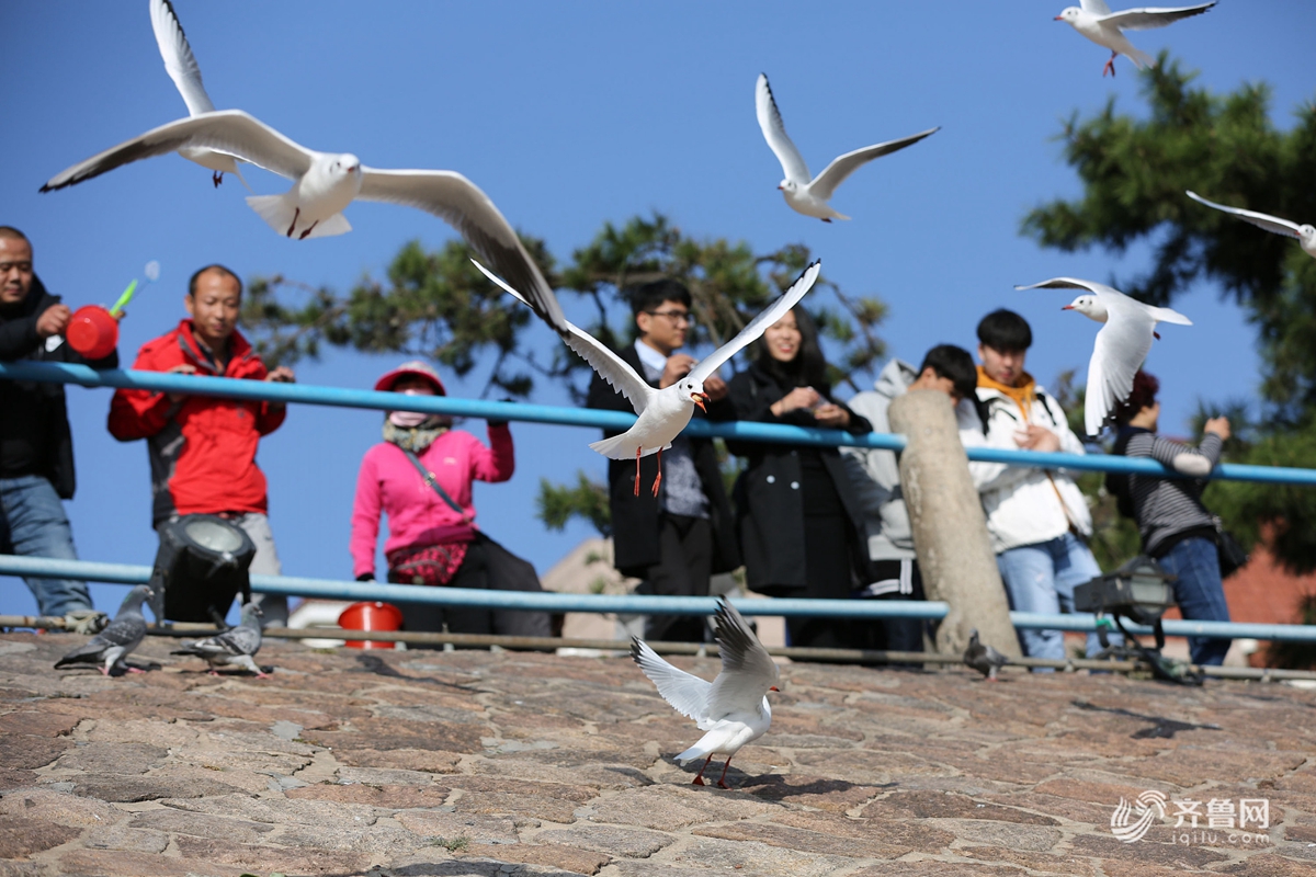 组图：大批海鸥栈桥起舞 吸引游客观赏投喂