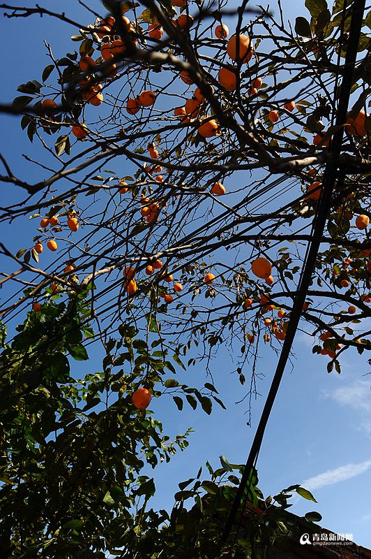高清：秋游崂山柿子村 黄澄澄的果实挂满枝头