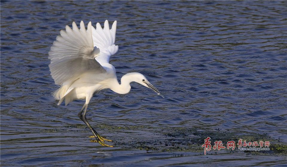 墨水河成候鸟天堂 鸥鹭湖面起舞悠然觅食(图)