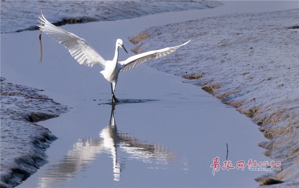 墨水河成候鸟天堂 鸥鹭湖面起舞悠然觅食(图)