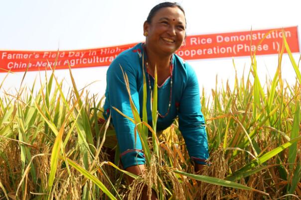 种植中国杂交水稻 尼泊尔农民收入翻了2倍(图)