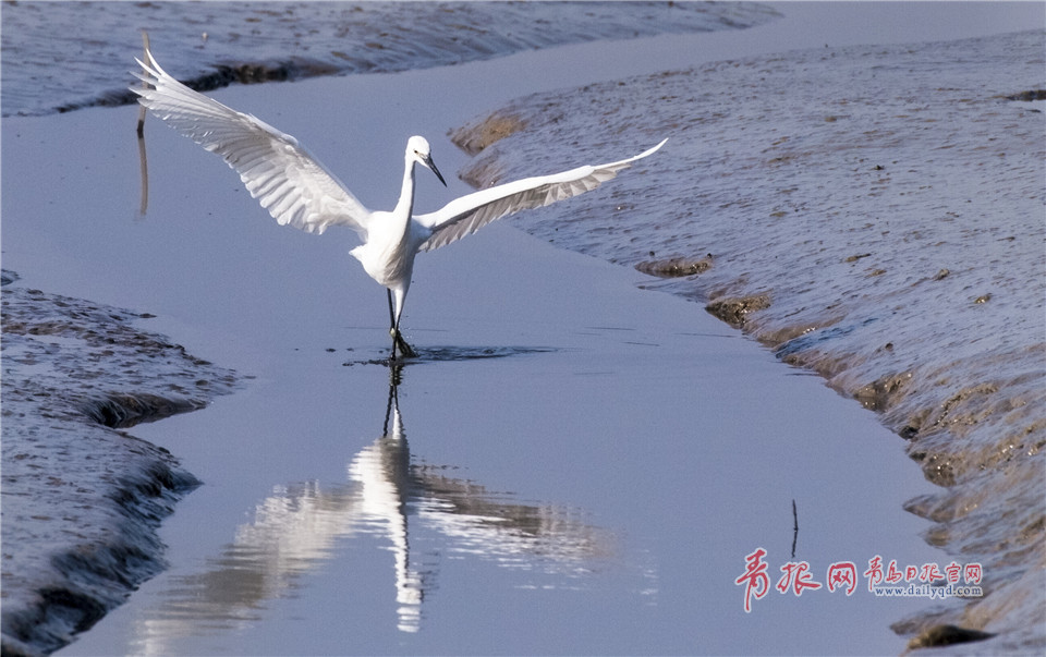 墨水河成候鸟天堂 鸥鹭河面起舞悠然觅食