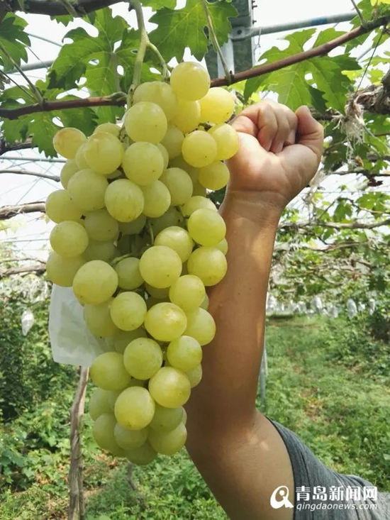 【砥砺奋进】平度"新农人":在全国闯出名堂 【砥砺奋进】平度"新农人":在全国闯出名堂