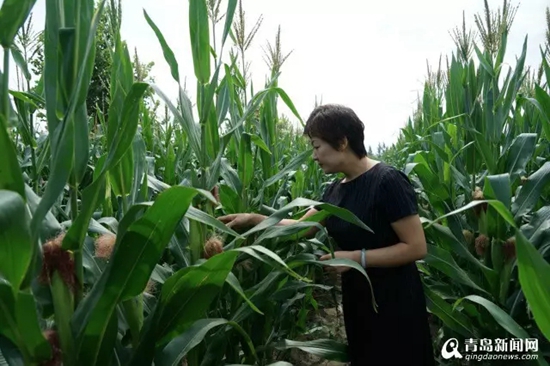 【砥砺奋进】平度"新农人":在全国闯出名堂 【砥砺奋进】平度"新农人":在全国闯出名堂