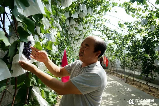 【砥砺奋进】平度"新农人":在全国闯出名堂 【砥砺奋进】平度"新农人":在全国闯出名堂
