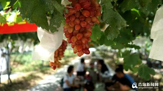 【砥砺奋进】平度"新农人":在全国闯出名堂 【砥砺奋进】平度"新农人":在全国闯出名堂