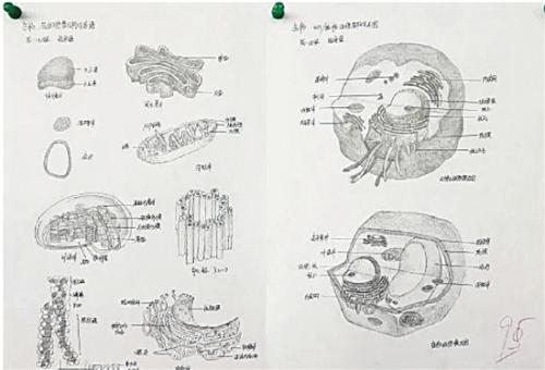 高中生手绘动植物细胞 对比原图简直以假乱真