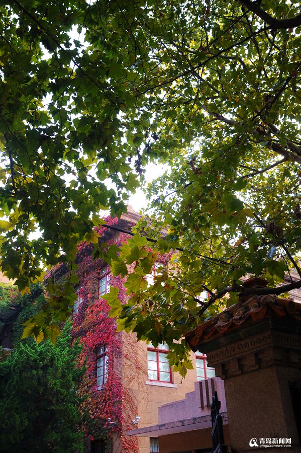 高清：秋日行走大学路 感受老城区优雅之美