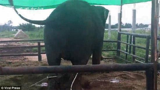 母象生产后发狂乱踩 工作人员欲救小象被踢飞