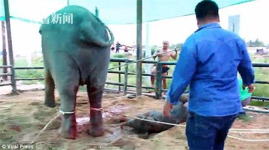 母象生产后发狂乱踩 工作人员欲救小象被踢飞