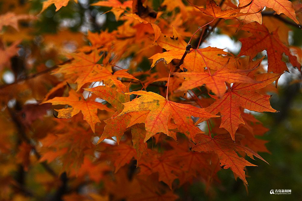 高清：彩叶挂满枝头的日子 晒太平角深秋之美