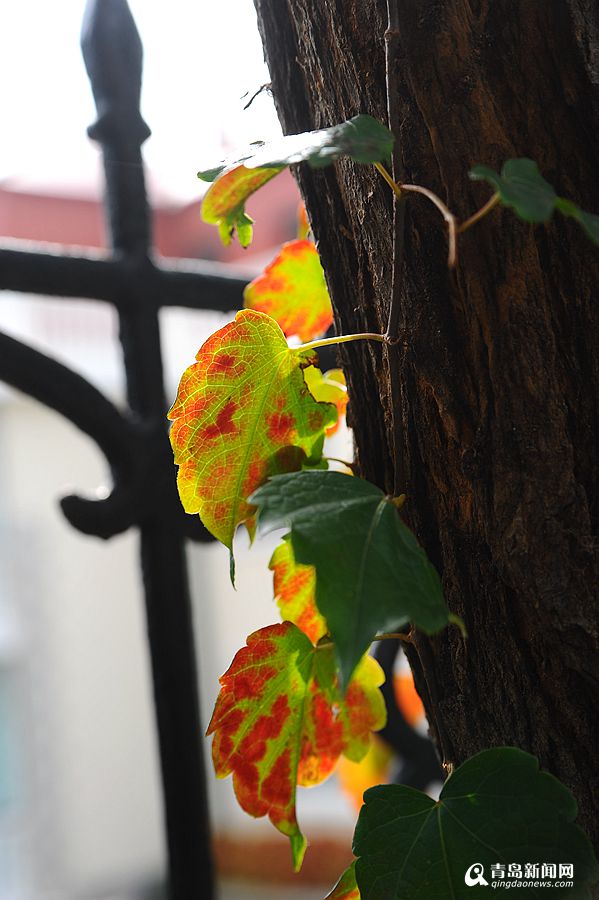 高清：彩叶挂满枝头的日子 晒太平角深秋之美
