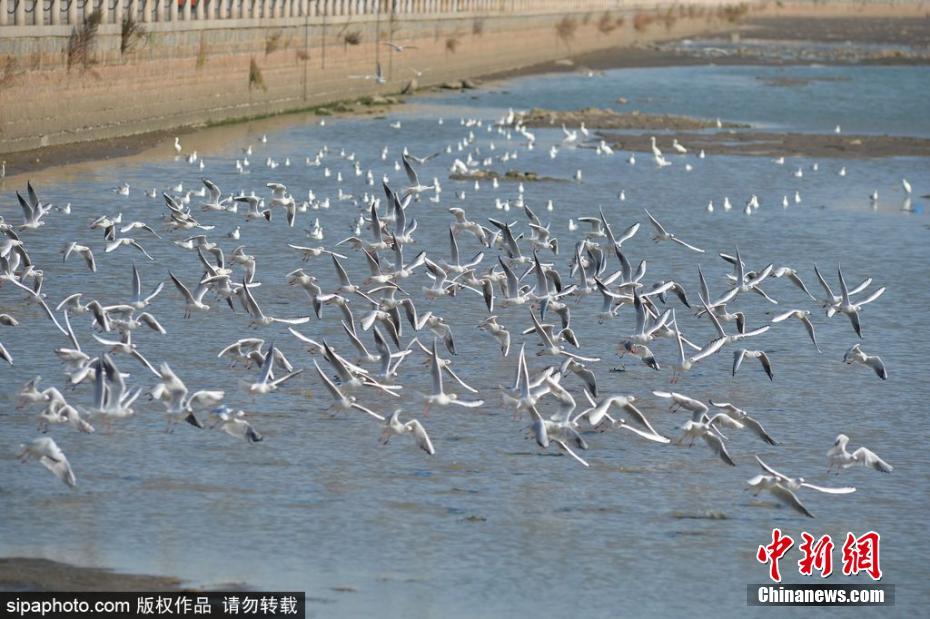 候鸟迁徙季到来 成群红嘴鸥飞抵青岛越冬(图)