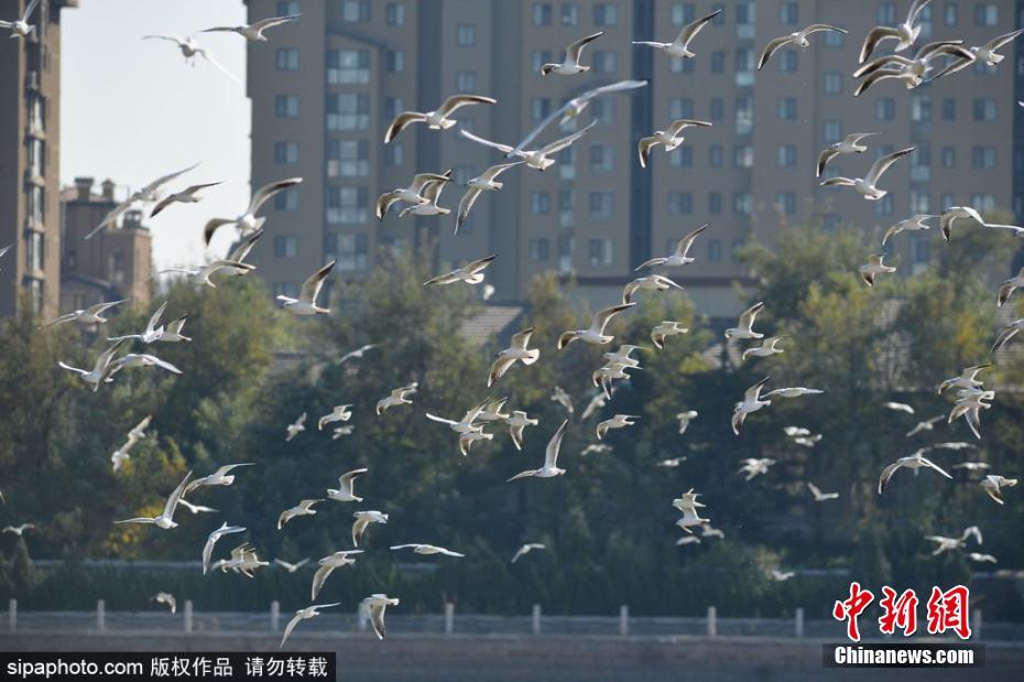 候鸟迁徙季到来 成群红嘴鸥飞抵青岛越冬(图)