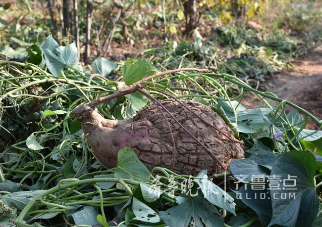 15.2斤 平度收了个大地瓜 形状像只凤凰