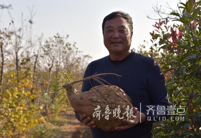 15.2斤 平度收了个大地瓜 形状像只凤凰