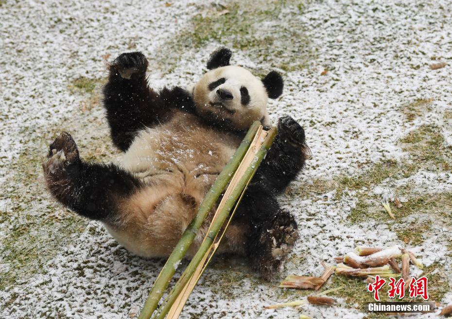 长春市迎来深秋首场降雪大熊猫雪地兴奋撒欢