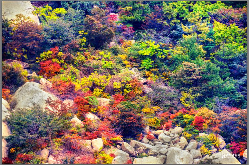 高清：彩叶模式初迎高潮 周末去巨峰看五花山