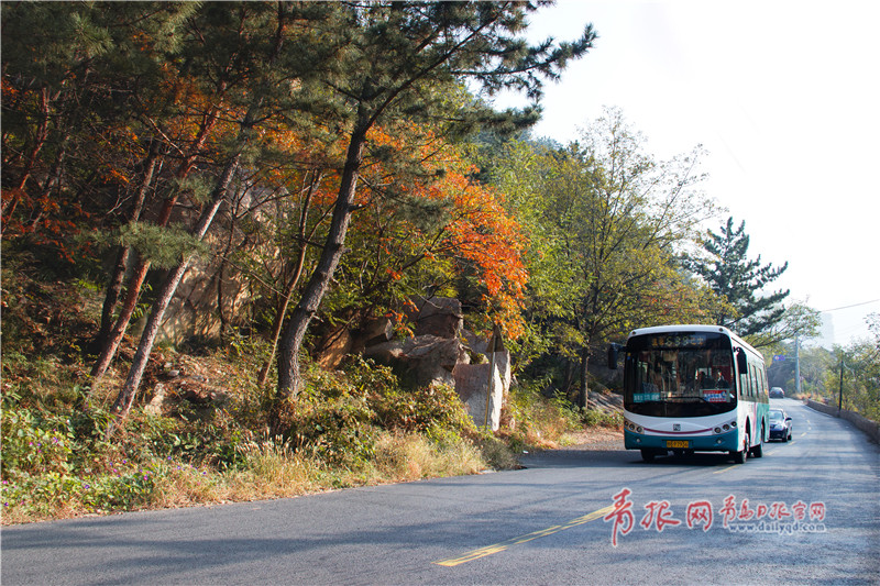 穿梭在崂山秋意中，青岛这两趟公交车你坐过吗？
