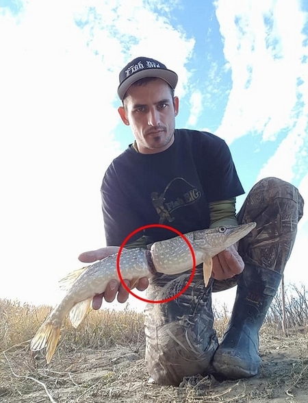 加拿大男子湖中钓到"怪鱼"系从小被塑料环箍住