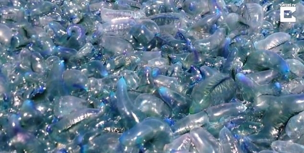 恐怖蓝色地毯！上万毒水母包围澳大利亚海湾