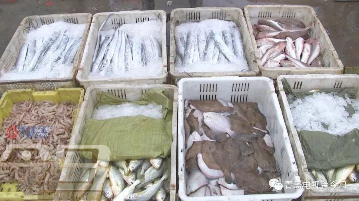 组图：带鱼、红头、蛎虾、墨鱼 沙子口大丰收