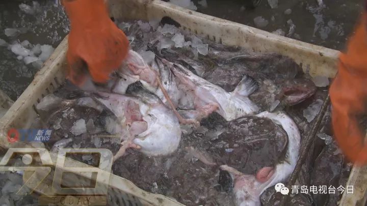 组图：带鱼、红头、蛎虾、墨鱼 沙子口大丰收
