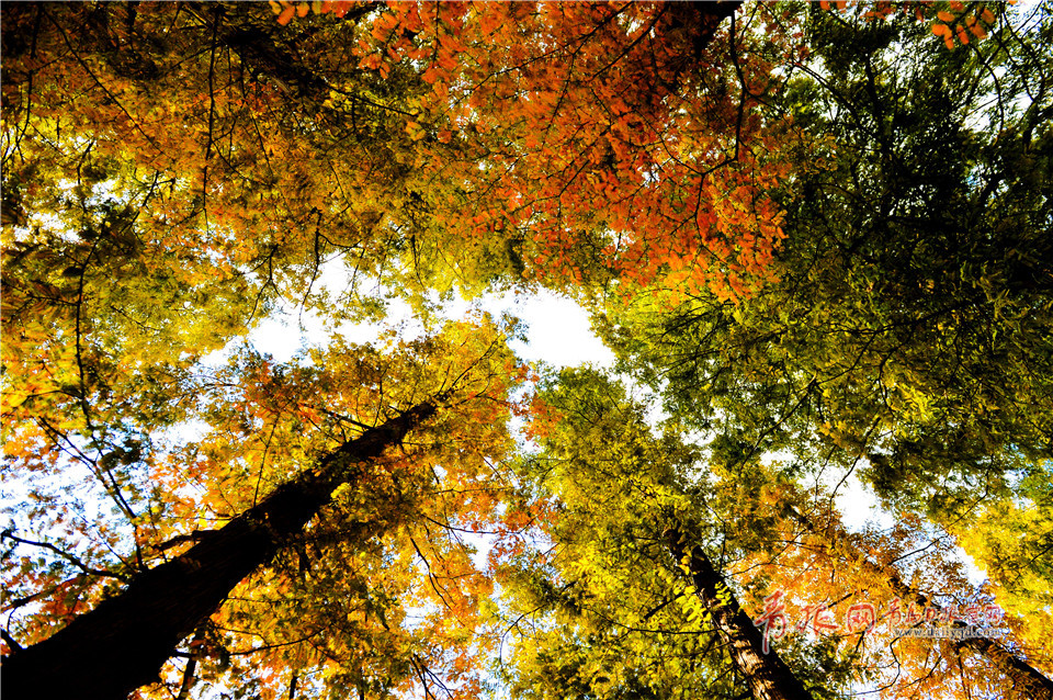 满园秋色美如画 中山公园开启五彩斑斓模式