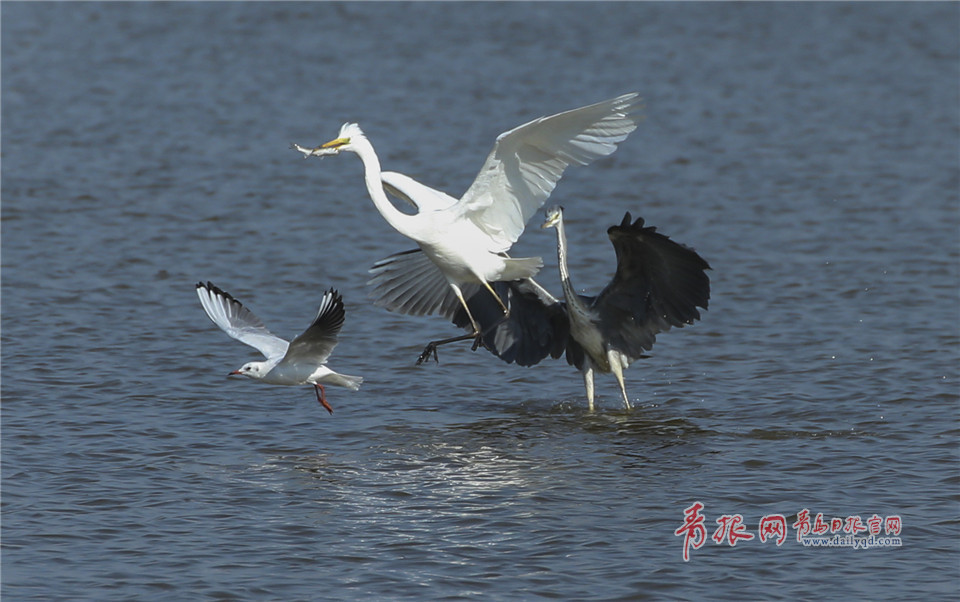胶州湾湿地现逗趣一幕：大白鹭觅食遭“打劫”