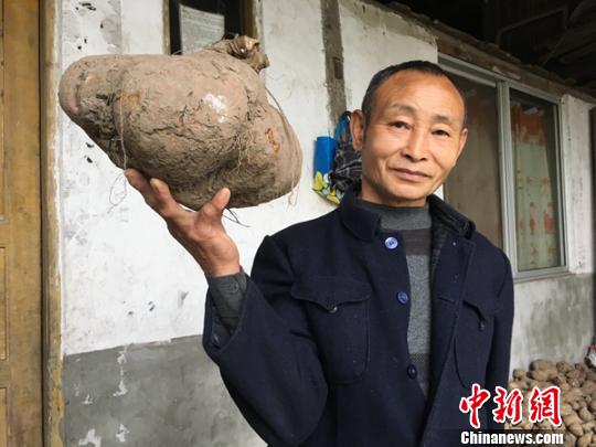 村民挖出“巨无霸红薯” 重13斤长30厘米(图)