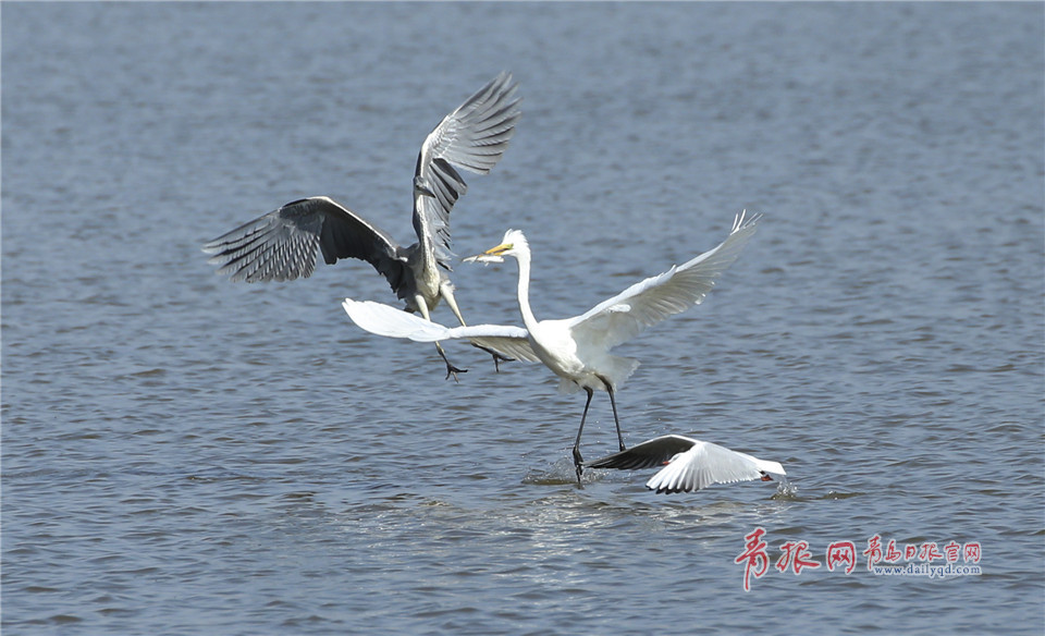 胶州湾湿地现逗趣一幕:大白鹭觅食遭“打劫”