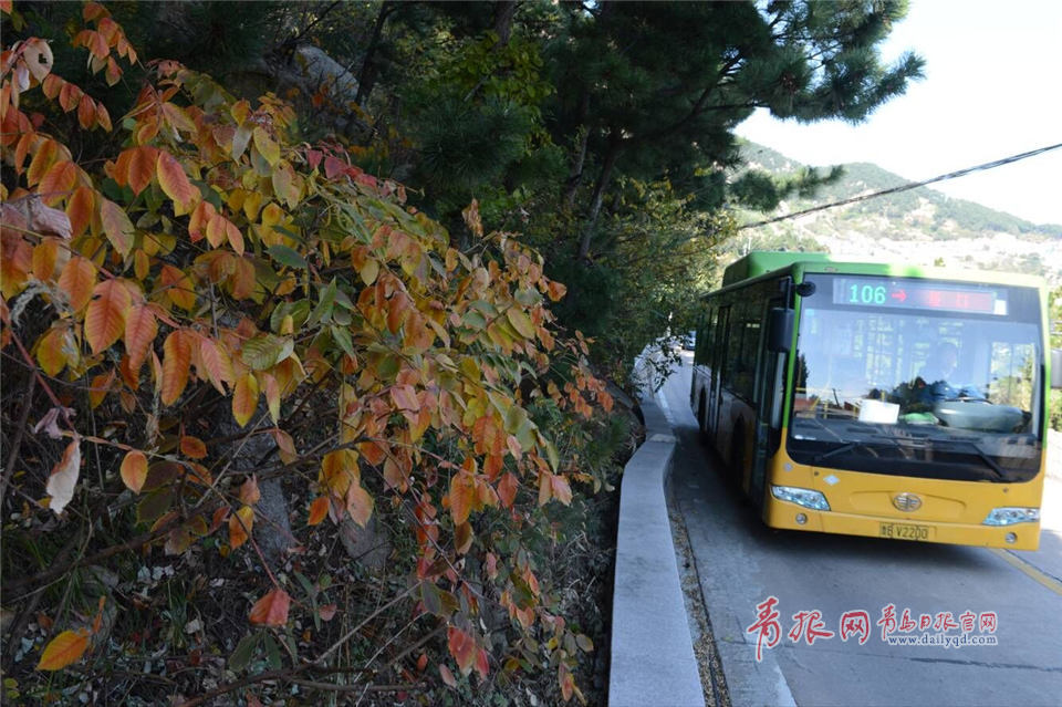 崂山最美公交线 坐着106路穿行山海间