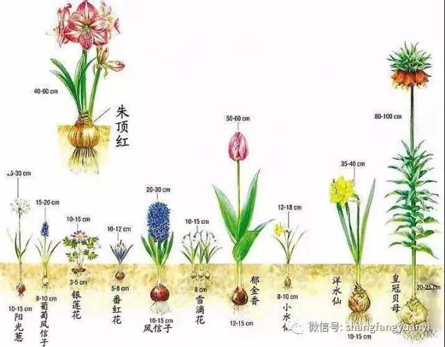 花开就爆盆的球根花卉 快来免费领取一颗种球 开启你的私人花园 青岛新闻网