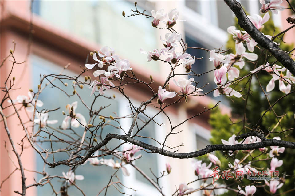 高清:东海路上玉兰花盛开 粉白相间引人驻足