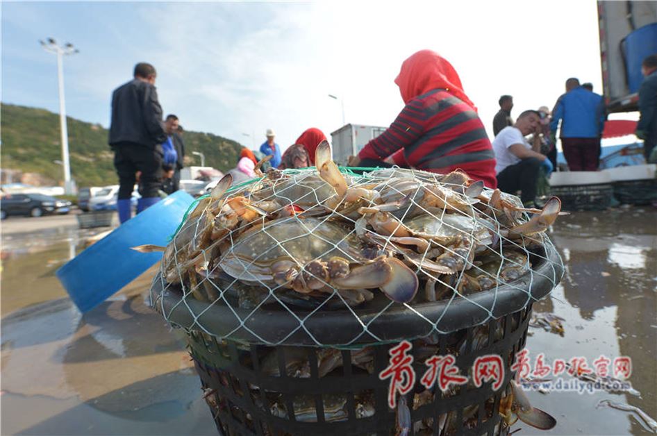 数万斤渔获上岸 青岛螃蟹鲅鱼等海鲜远销各地(图)
